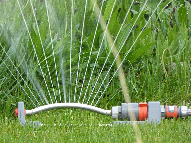 Arrosage : la bonne fréquence selon chaque plante