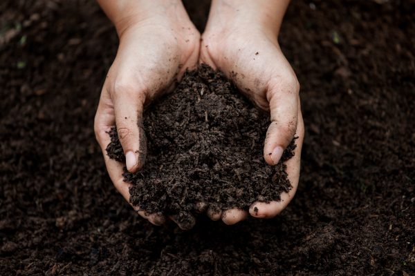 7 engrais naturels pour le jardin