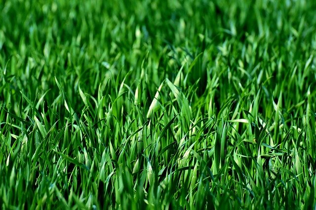 Comment entretenir sa pelouse ?