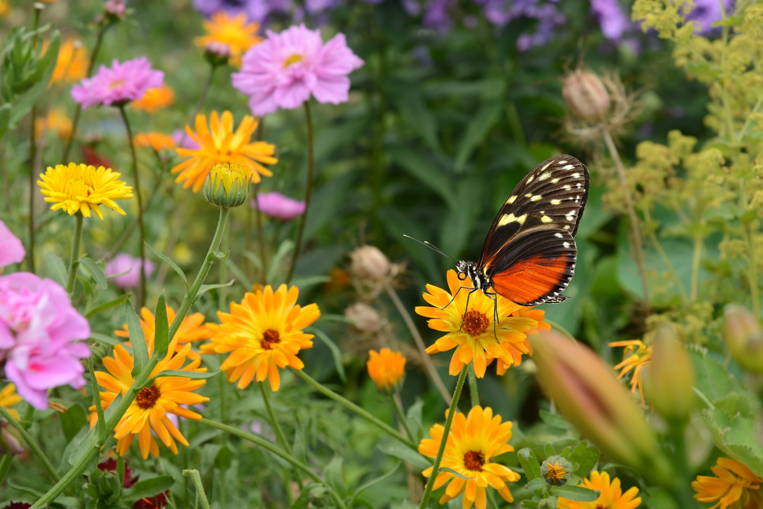 Quels sont les différents insectes nuisibles de nos jardins ?