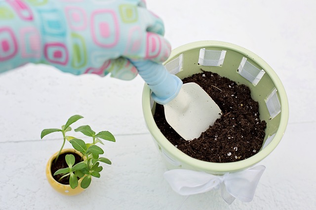 Comment bien rempoter ses plantes d’intérieur ?