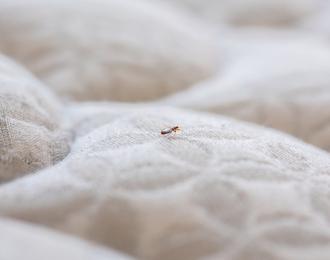 Comment se débarrasser des punaises de lit ?