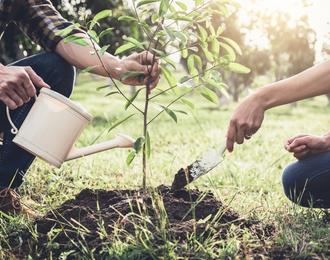 Quoi planter en novembre ?
