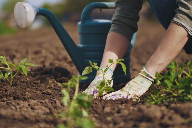 Quoi planter en décembre ?