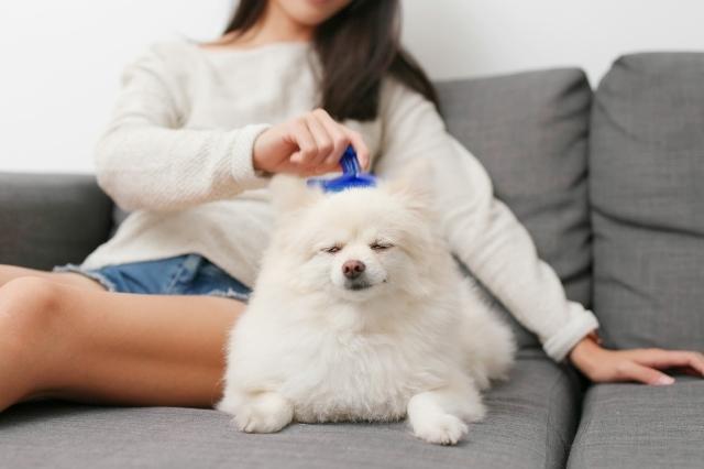 Comment limiter la chute de poils chez les animaux ?