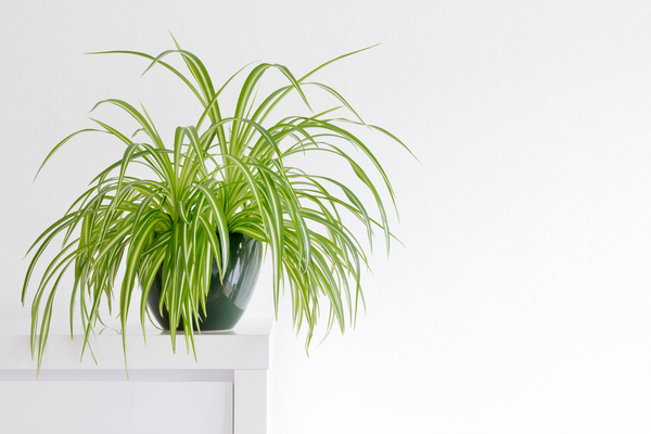 5 plantes dépolluantes pour nos intérieurs