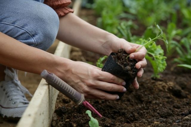 Quoi planter en avril ?