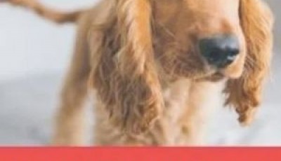 Vinci gratis 100 confezioni di crocchette con Purina