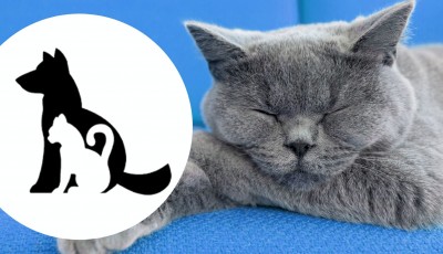 Tentez de gagner un arbre à chat RHRQuality Cat Penthouse