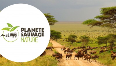 Tentez de rempoter un Safari Planète Sauvage