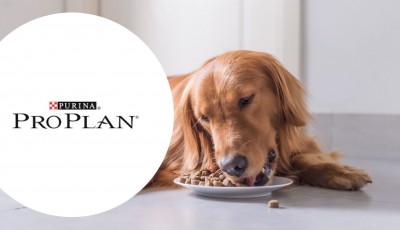Testez gratuitement les Croquettes pour Chien Nutriprotein Proplan