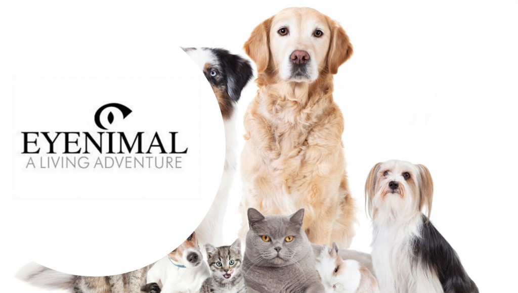 Testez gratuitement Pet Videocam, la caméra embarquée pour chats et chiens