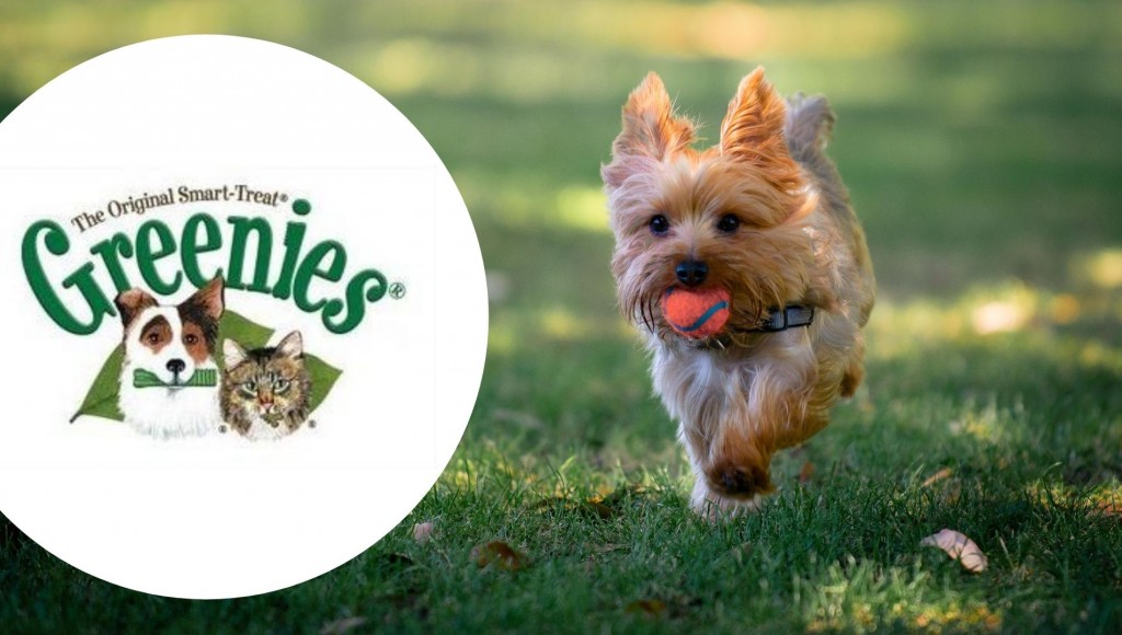 Testez gratuitement les friandises pour Chien Greenies