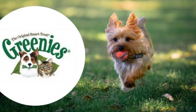 Testez gratuitement les friandises pour Chien Greenies