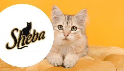 Testez gratuitement la gamme Perfect Portions de Sheba pour les chats