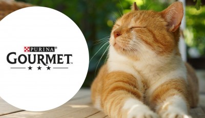 Testez gratuitement l\'aliment Gourmet Nature’s Creations Mousse pour chats