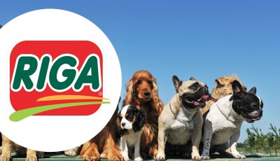 Testez gratuitement Essential bouchées 100% Sanglier pour chiens