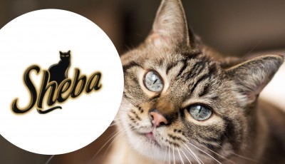 Testez gratuitement Sheba Perfect Portions au Saumon