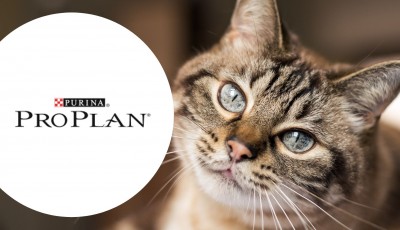 Testez gratuitement les croquettes pour chats LiveClear Pro Plan