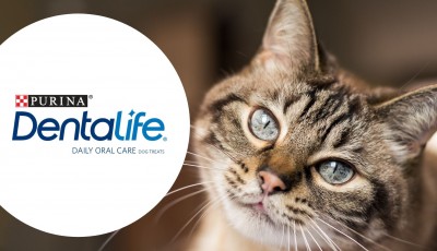 Testez gratuitement les friandises Bucco-Dentaires PURINA Dentalife pour chats