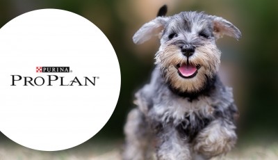 Testez gratuitement PRO PLAN Focus PRO Sticks pour les chiots