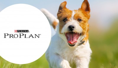 Testez gratuitement le probiotique pour chien FortiFlora de ProPlan