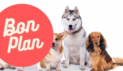 3 bons plans pour vos chiens !