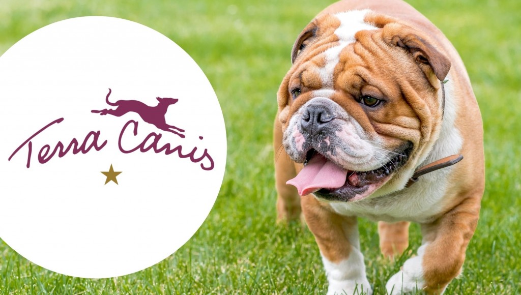 Testez gratuitement les boîtes TERRA CANIS MINI pour chiots