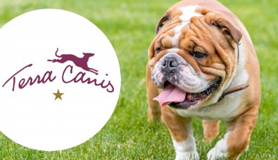 Testez gratuitement les boîtes TERRA CANIS MINI pour chiots