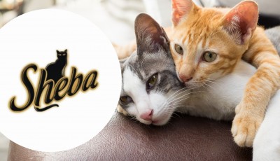 Testez gratuitement la Finesse Mousse en coupe pour chats de Sheba