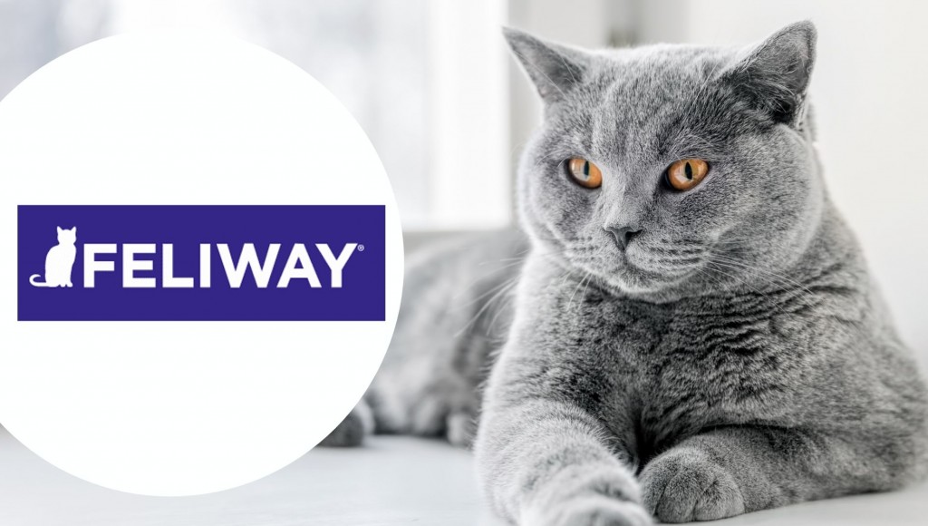 Testez gratuitement FELIWAY Optimum pour les chats