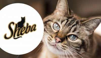 Testez gratuitement les trois saveurs des SHEBA Filets