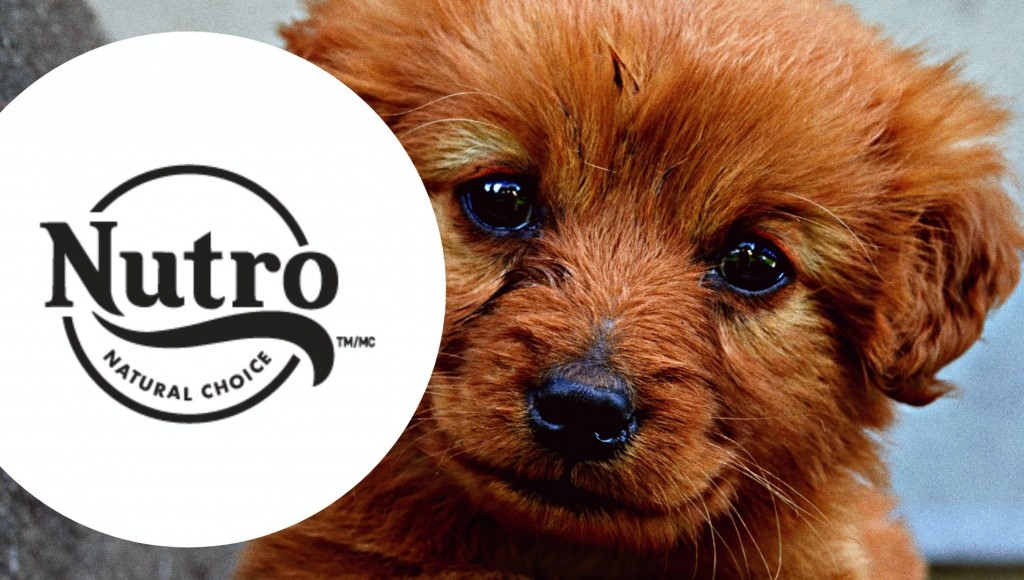 Testez gratuitement les croquettes NUTRO GRAIN FREE pour chiots