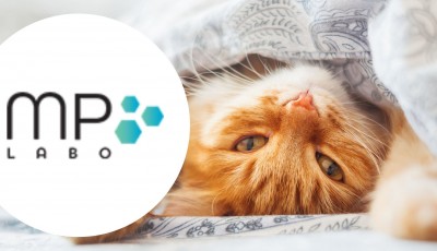 Testez gratuitement le complément Anxivet pour chats