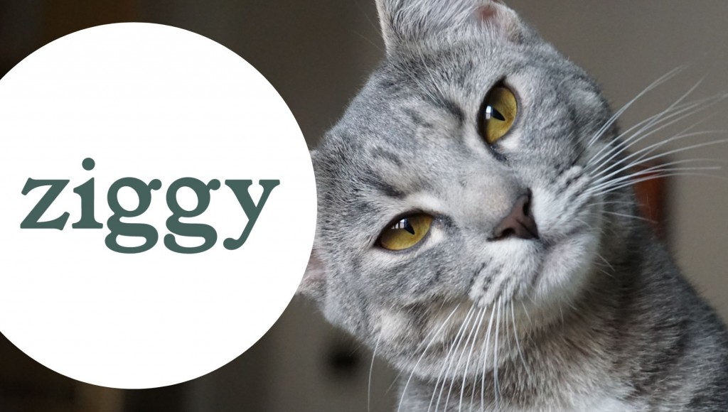 Testez gratuitement les croquettes pour chats ZIGGY