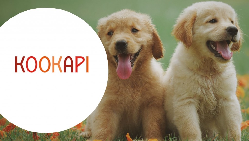 Testez gratuitement les croquettes pour chien KOOKAPI