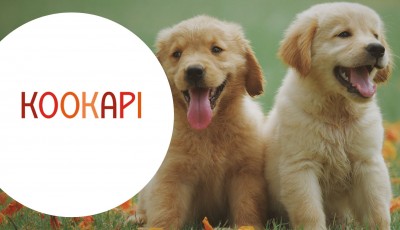 Testez gratuitement les croquettes pour chien KOOKAPI