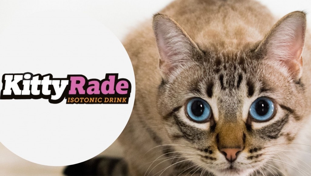 Testez gratuitement KittyRade pour vos chats