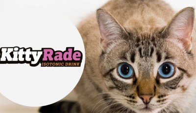 Testez gratuitement KittyRade pour vos chats