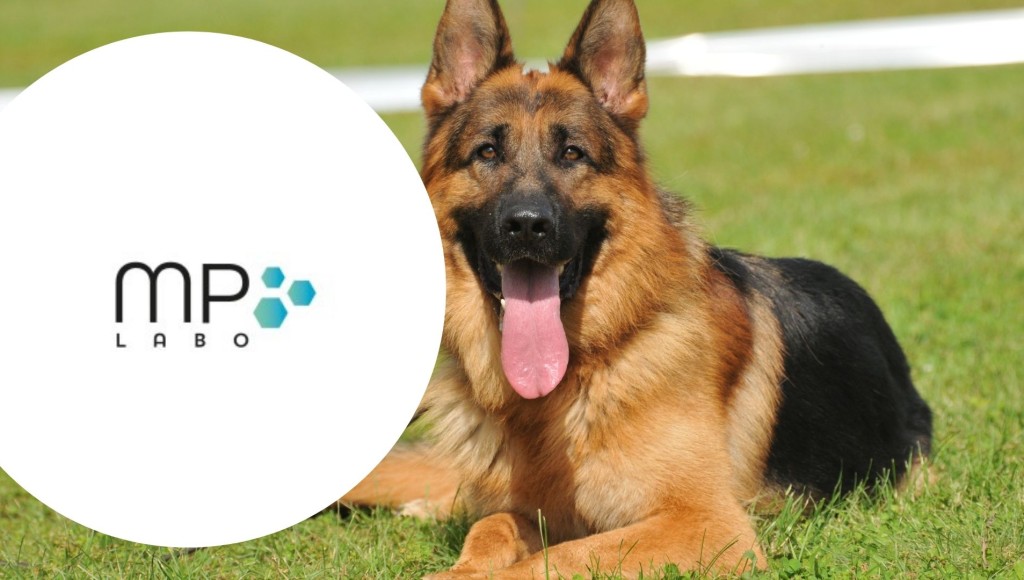 Testez les compléments alimentaires Fiberact pour chiens