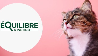 Testez grauitement les effilés au poulet, courges & agrumes pour chat de Equilibre & Instinct