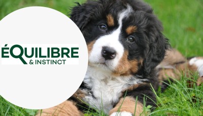 Testez gratuitement la pâtée riche en canard & aux petits pois pour chien de Equilibre & Instinct