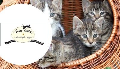 Testez gratuitement la gamme pour chats Terra Felis