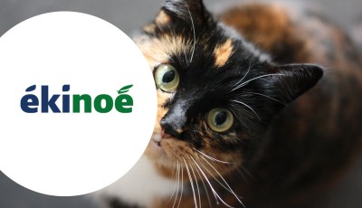 Testez grauitement les croquettes Ekinoé à base de protéines d\'insecte pour chats
