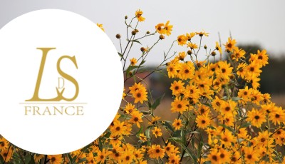 Testez gratuitement l\'huile végétale d\'Arnica de Lueur du Sud