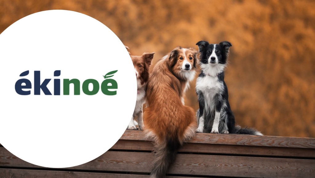 Testez gratuitement les croquettes à base de protéines d\'insecte pour chiens Ekinoe