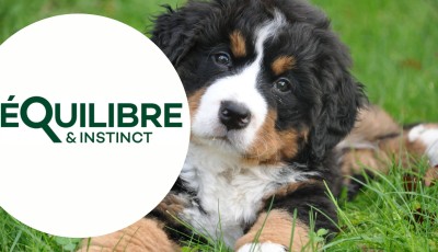 Testez gratuitement les croquettes pour chiens Equilibre & Instinct