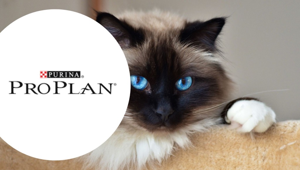 Testez gratuitement les croquettes Purina Pro Plan Meat pour chats