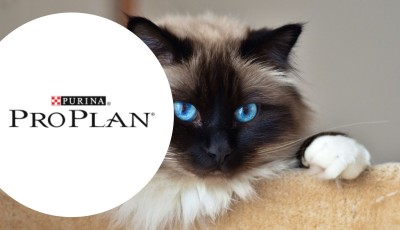 Testez gratuitement les croquettes Purina Pro Plan Meat pour chats