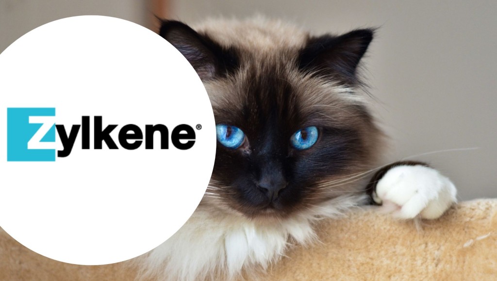 Testez gratuitement le complément alimentaire pour chats de Zylkène